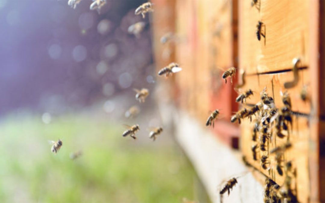 Oracle Partners with World Bee Project to Monitor World’s Declining Bee Population