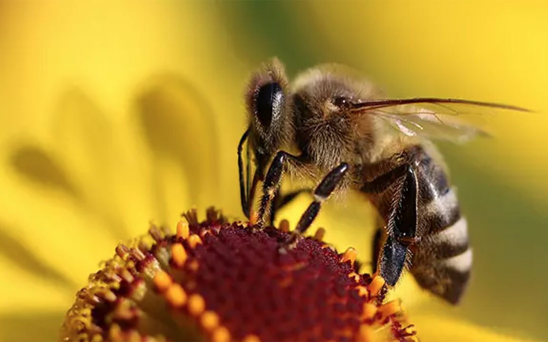 AI smart hives will help arrest the decline in bee populations, says group