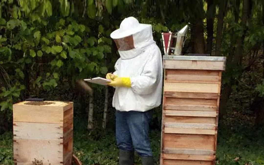 Can connecting beehives to the cloud save pollinators?