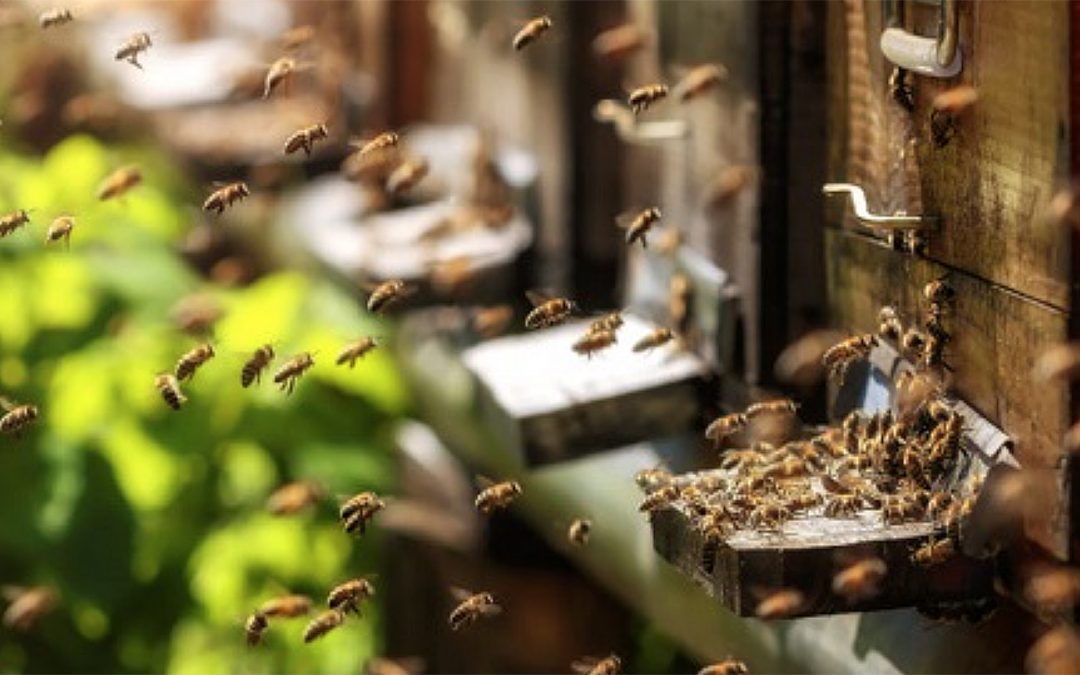AI smart hives network helps conserve declining global bee population