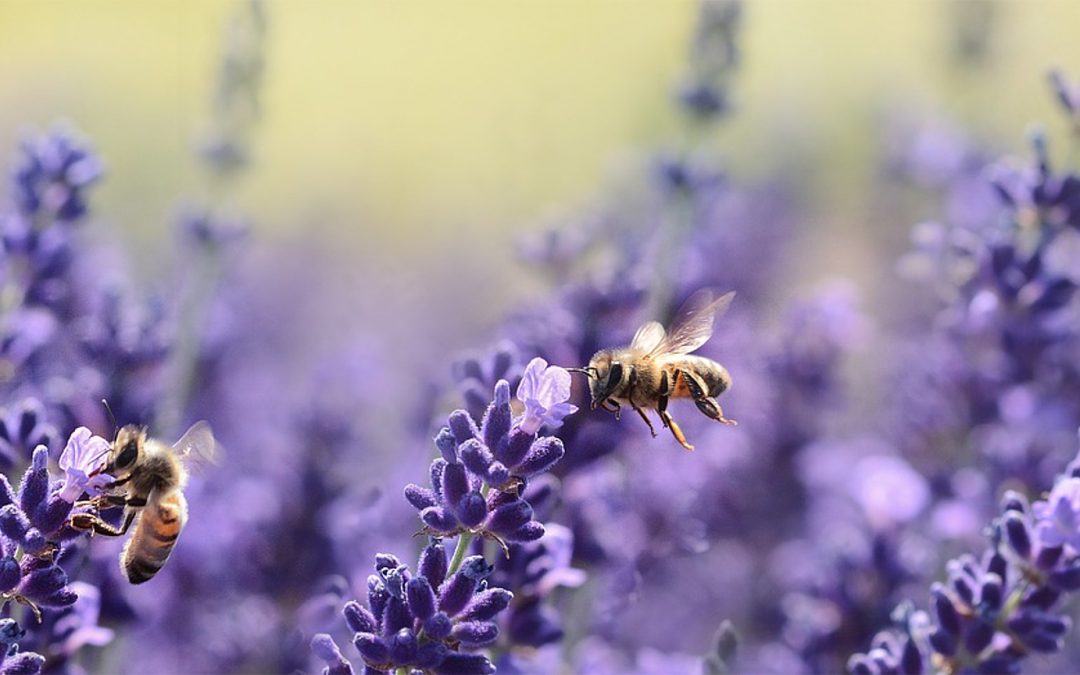 World Bee Project launched in the UK