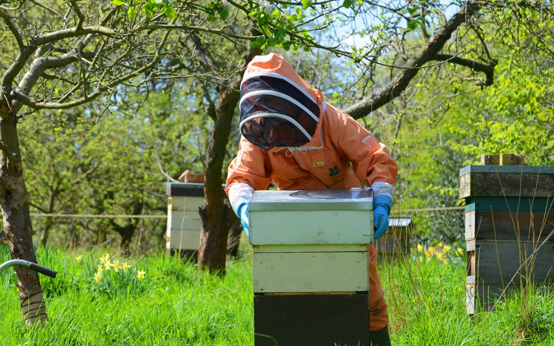 World’s First AI Smart Hives Network Helps Conserve Declining Global Honey Bee Populations