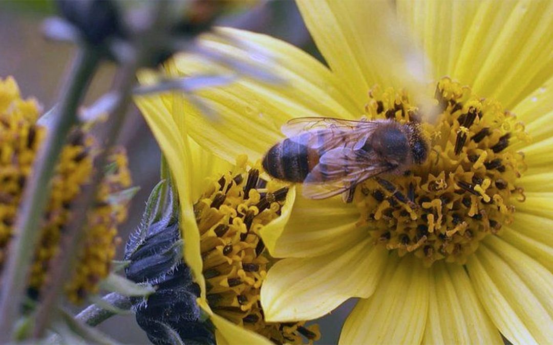 Can listening to bees help save them – and us?