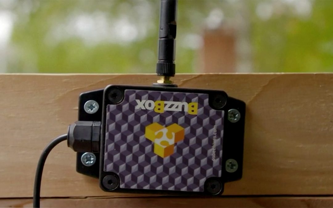 AI to help researchers stop the decline of bees