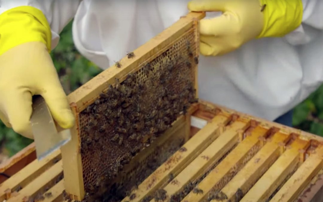 PLUGGED IN HIVES PROVIDING INFORMATION ON BEE HEALTH