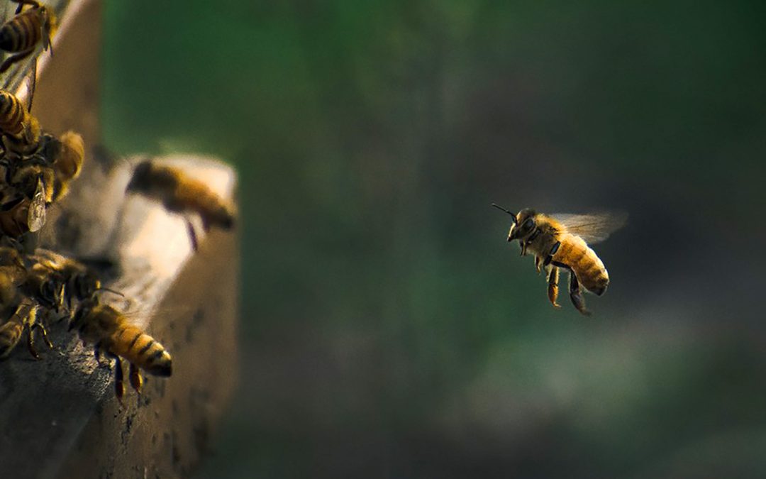 ORACLE AND THE WORLD BEE PROJECT EXPAND PARTNERSHIP FOLLOWING TRIALS