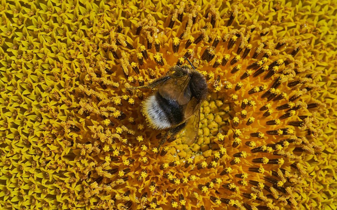 The World Bee Project hive network aims to be the first to track pollinators globally