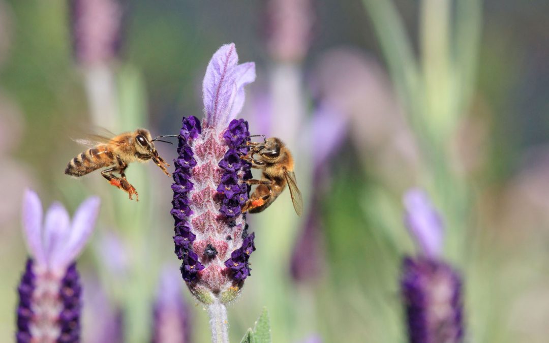 SOLVING THE WORLD BEE CRISIS WITH ORACLE ANALYTICS