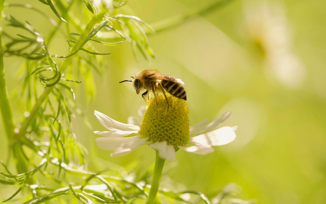 ‘Emirati Queen Bee’ for UAE’s food security is here