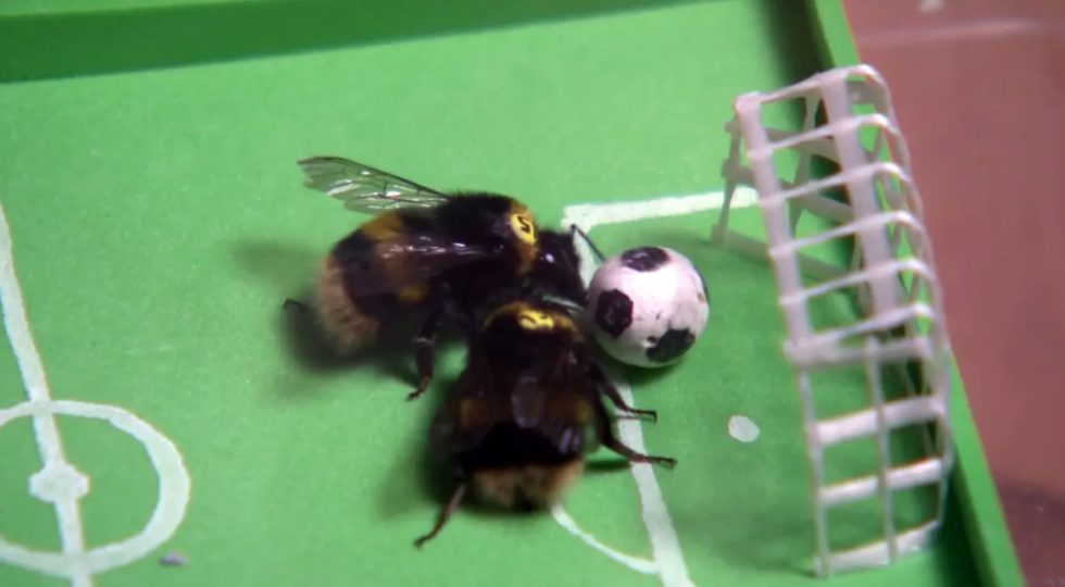 Can bees play soccer? World Bee Project