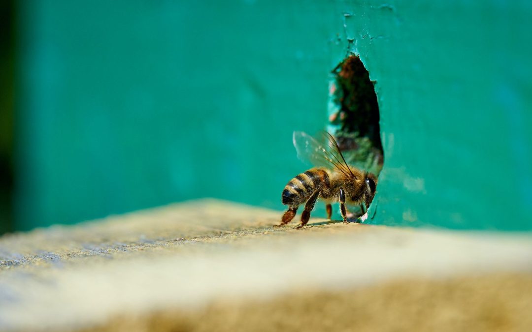Training bees to detect bombs