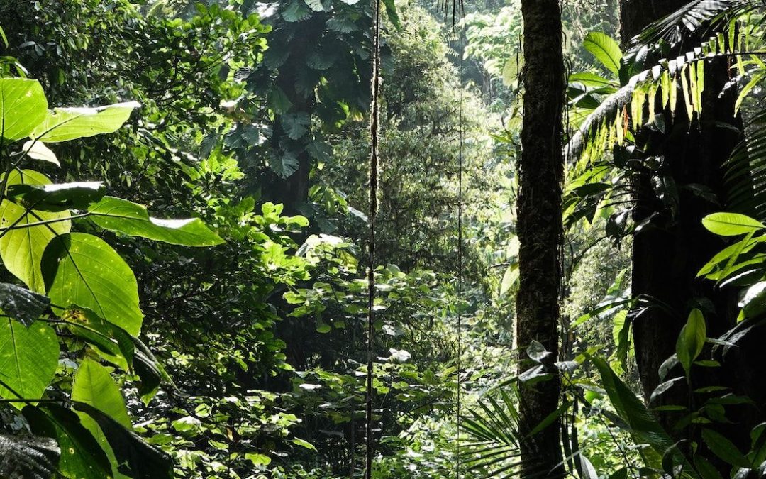 Caring about bees & biodiversity