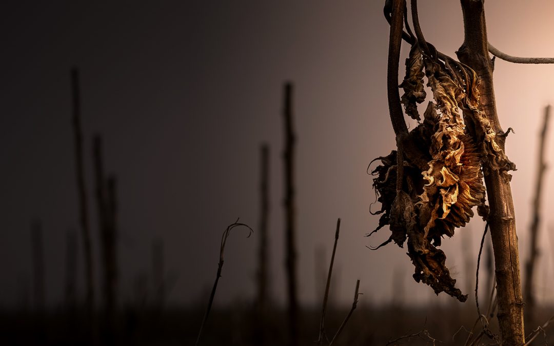 Could pollinator decline lead to worldwide famine?