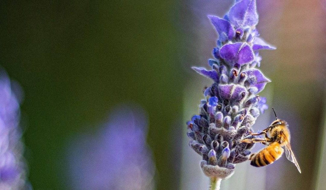 How do bees find flowers?