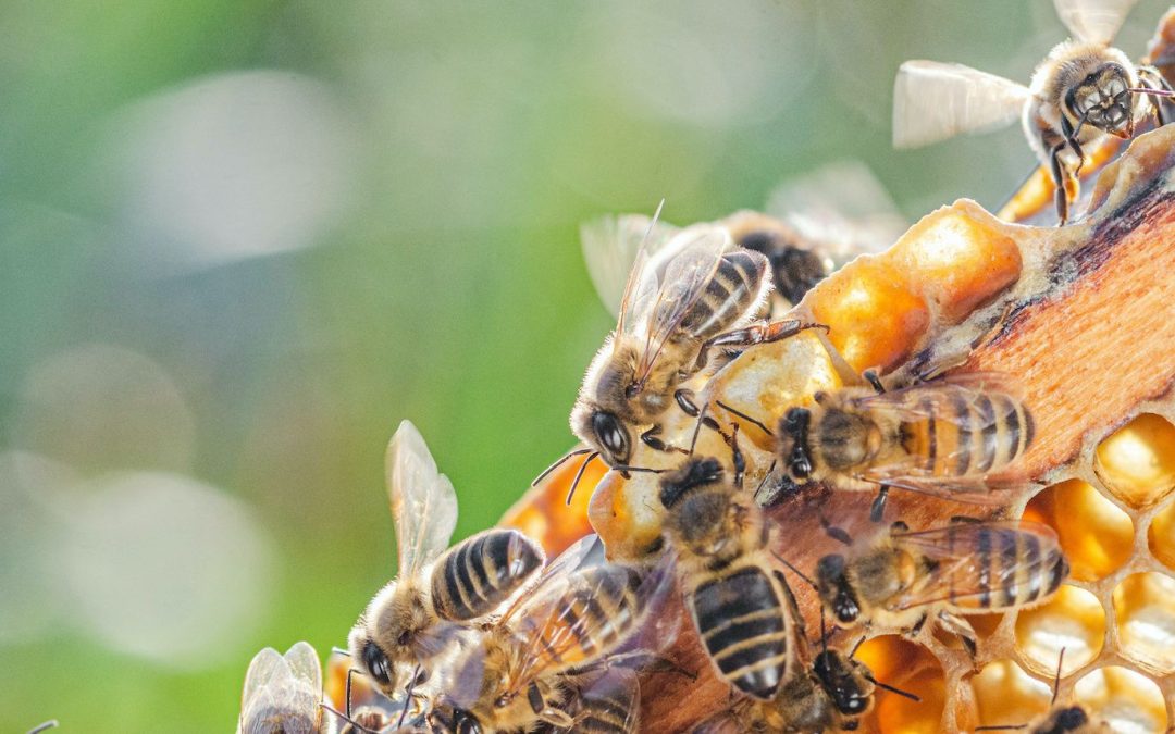 Learning from honeybees