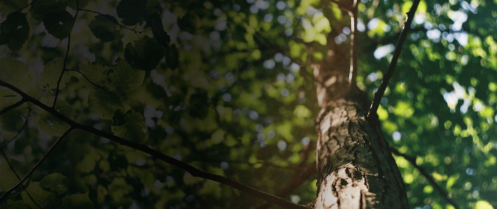 Why you should hug a tree