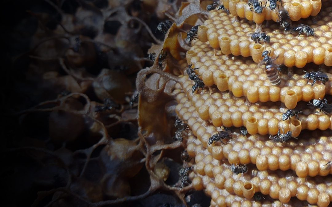 Territorial bee wars