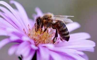 The World Bee Project has been selected by Atlas of the Future