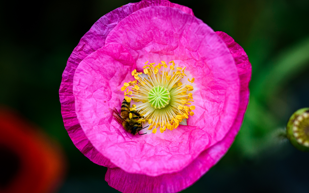 Bees, Maths and the Golden Ratio