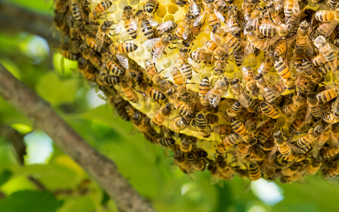 Wild Honeybees in Europe Are Officially Endangered