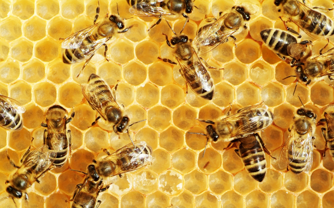 Why Female Bees Do All The Work