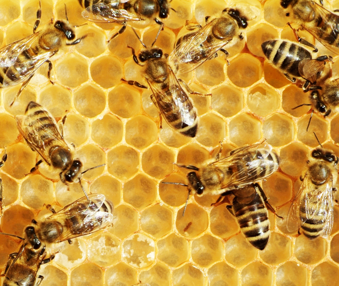 Bees and the Golden Ratio