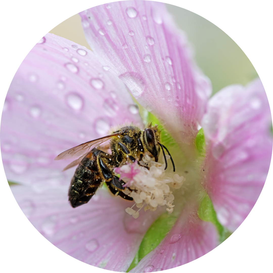 renewable energy investment