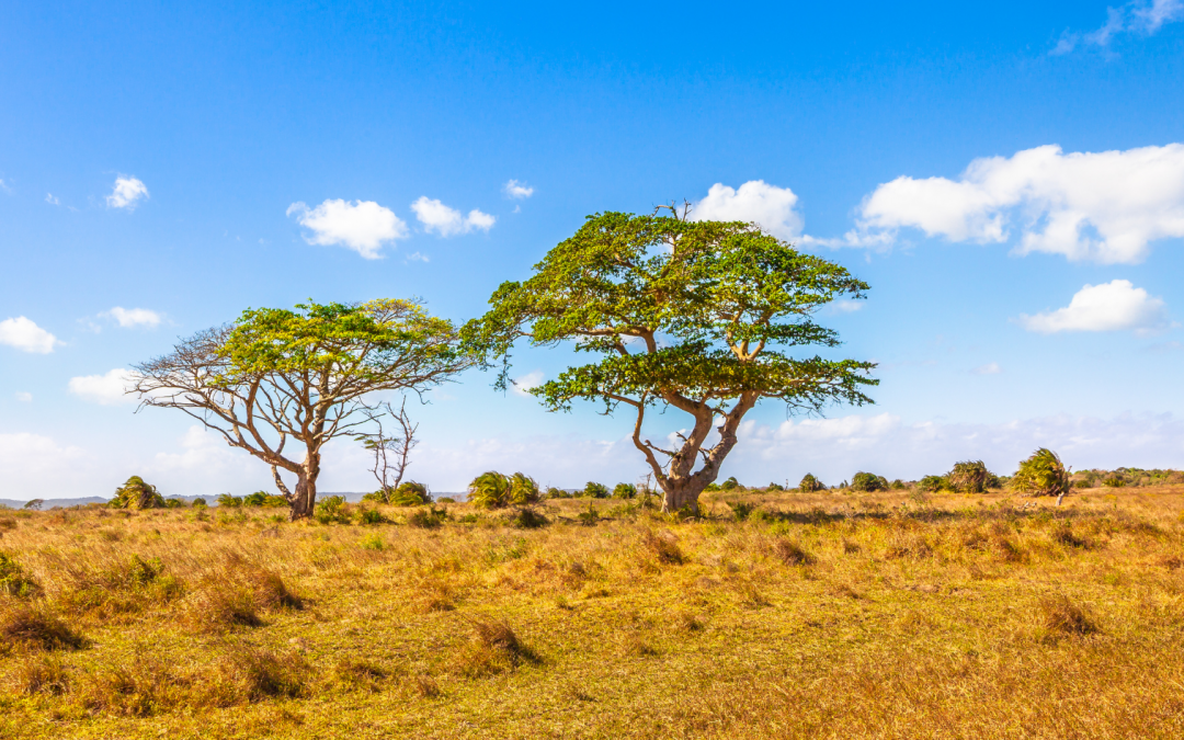 Is Planting Trees A Climate Solution?