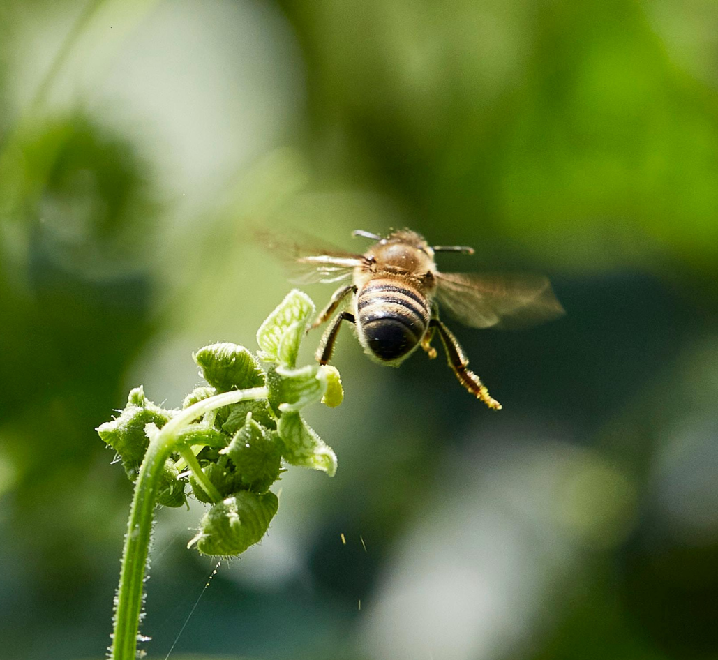 Should Bees Be Able To Fly?
