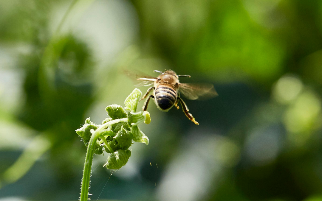 Should Bees Be Able To Fly?