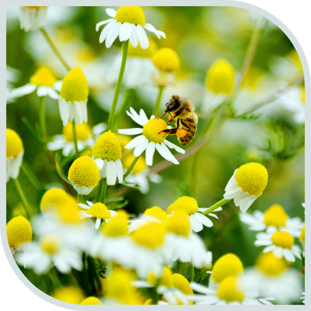 relationship between bees and plants