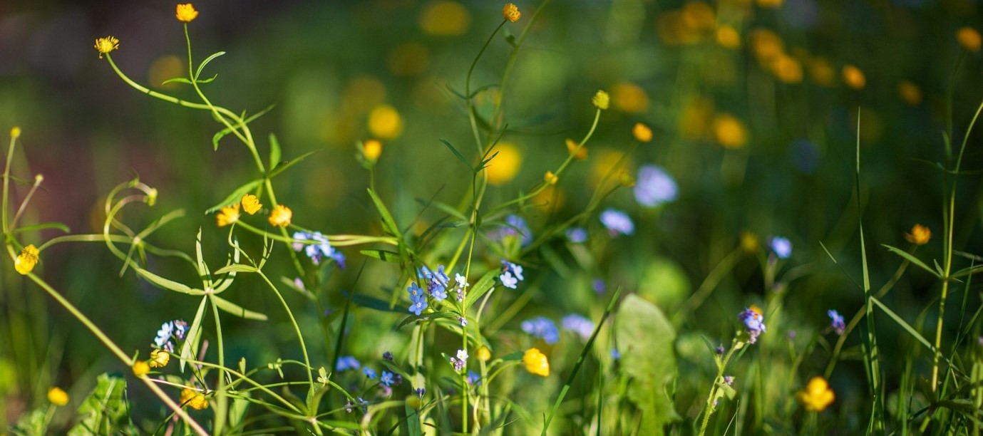 plants experience stress