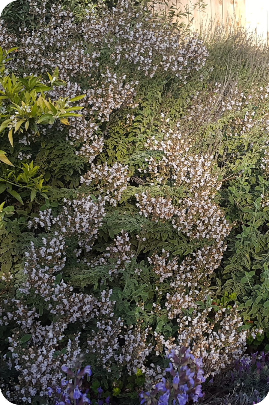Greek Sage