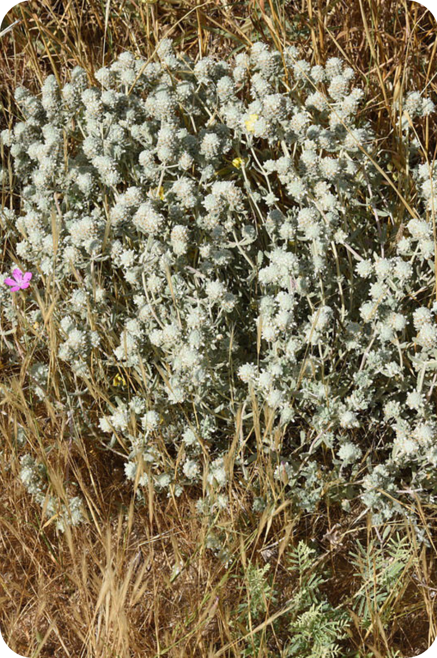 Headed Germander