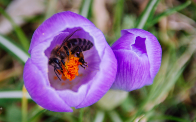 Do bees sleep?