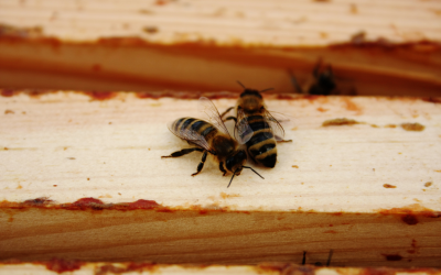 Do bees social distance?