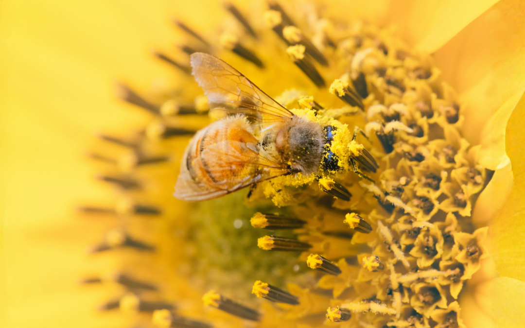 Why Bees Make Honey