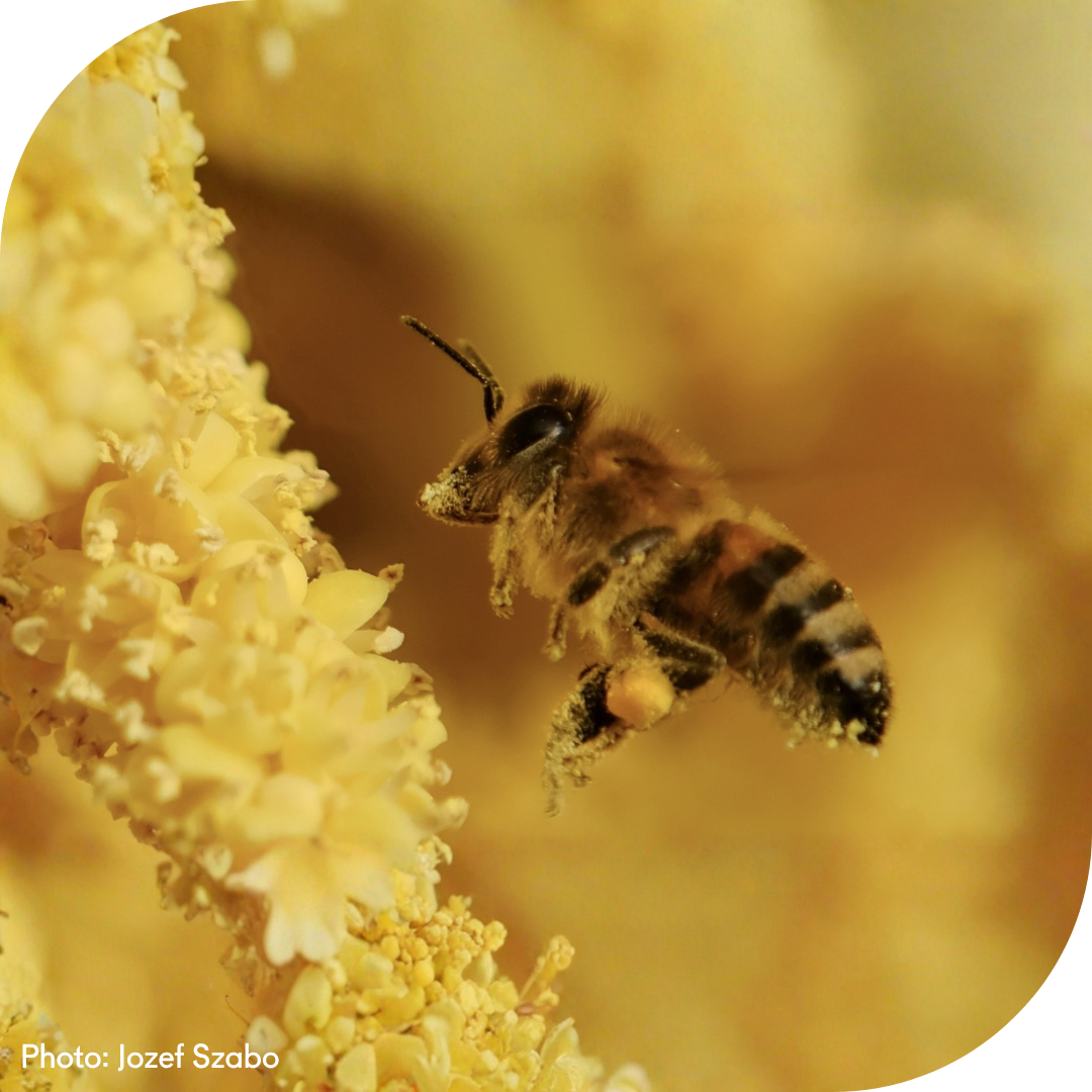bees