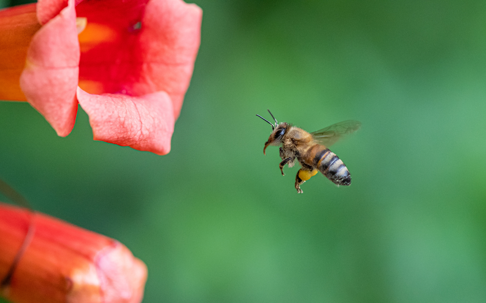 Flight Patterns Of Bees