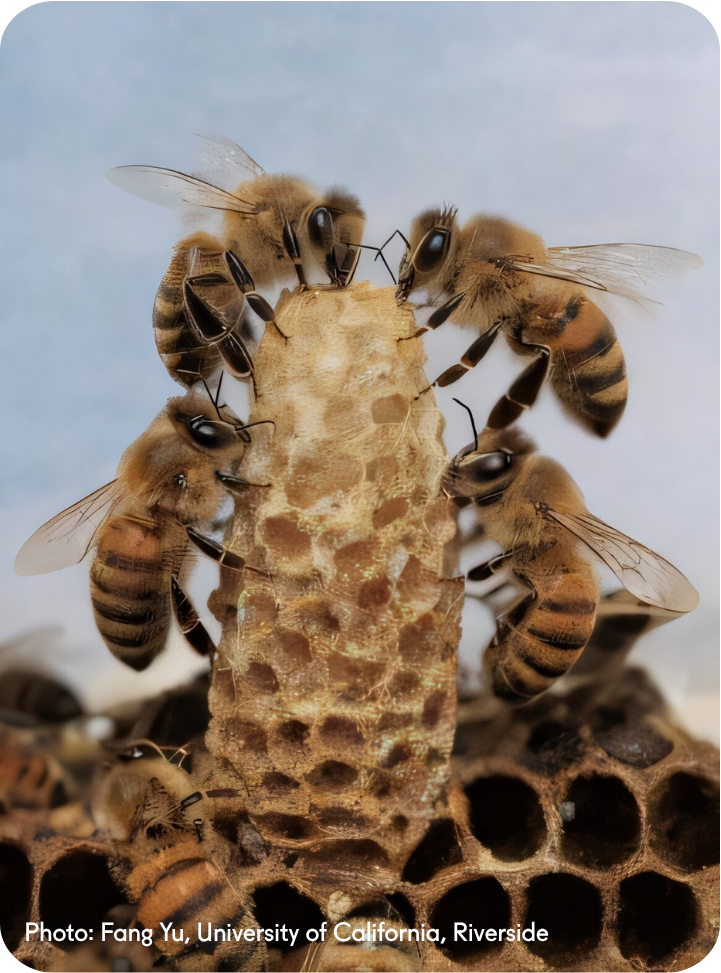 queen bee cell