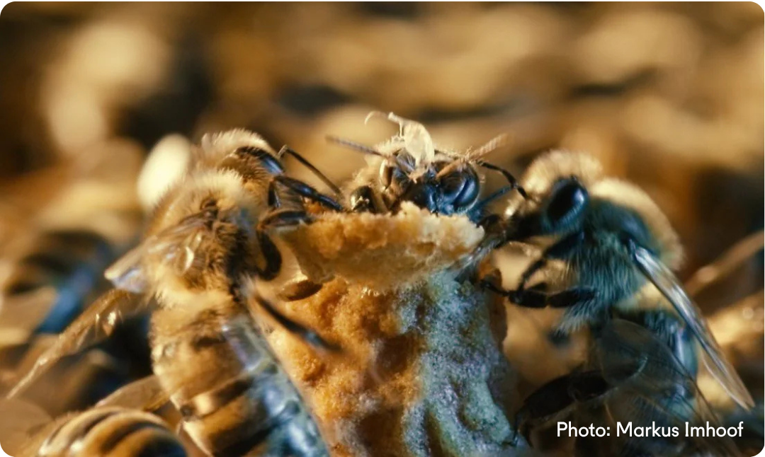 queen bee cell worker