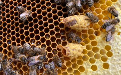 How Honeybees Make A Queen Bee