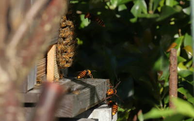 Bees vs Hornets