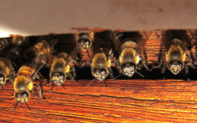 Why Do Bees Need A Thermometer?