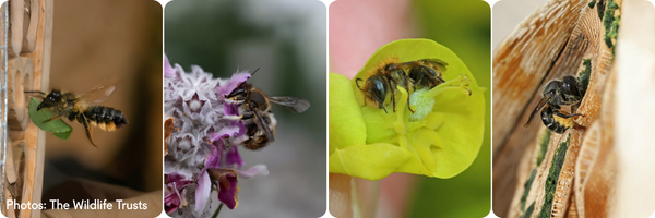 solitary bees