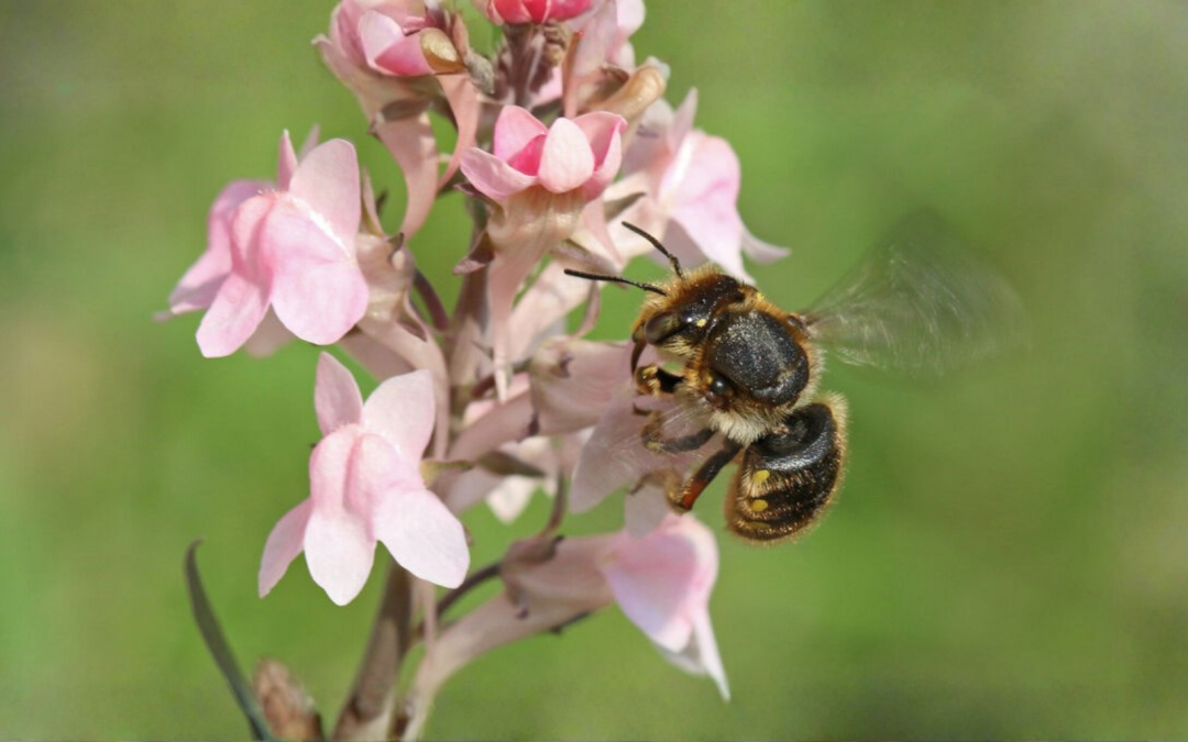 Climate Change Is Threatening Our Wild Bee Population
