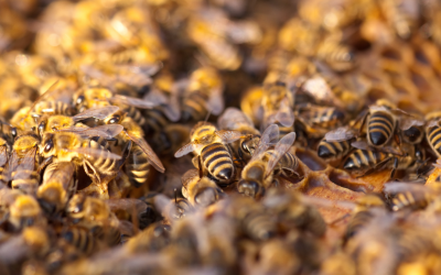 What Do Bees Chat About?