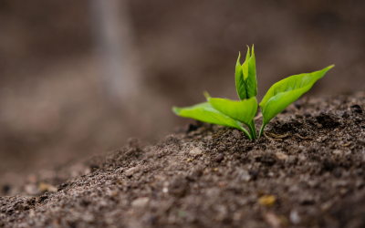 Does Climate Change Degrade Soil and Lower Food Production?