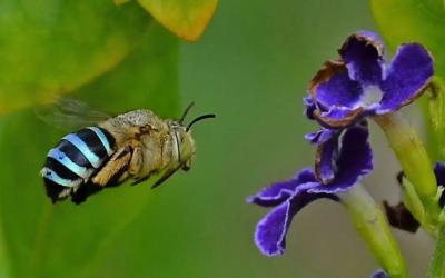 Nature Has Spent Millions of Years Solving Problems We’re Still Working On